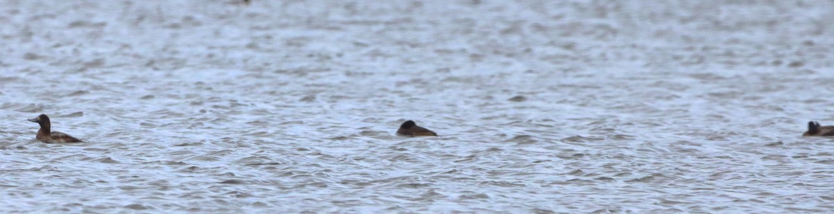 Greater Scaup - ML645972466