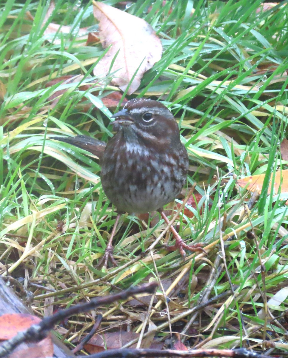 Song Sparrow - ML645972468