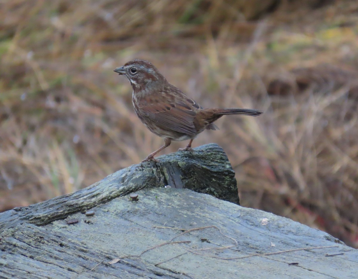 Song Sparrow - ML645972469