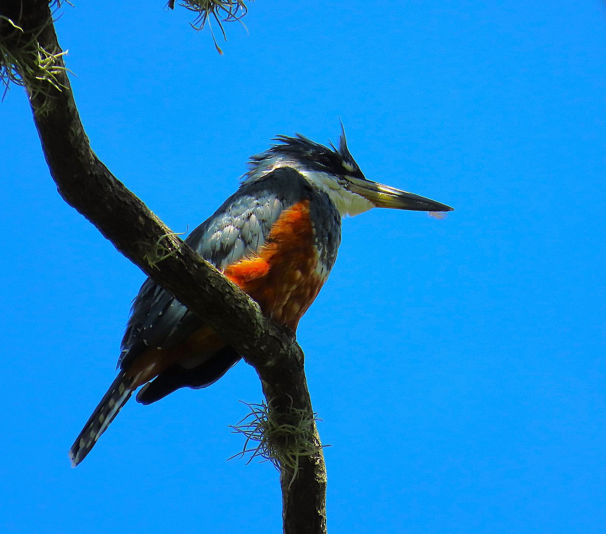 Ringed Kingfisher - ML645972470