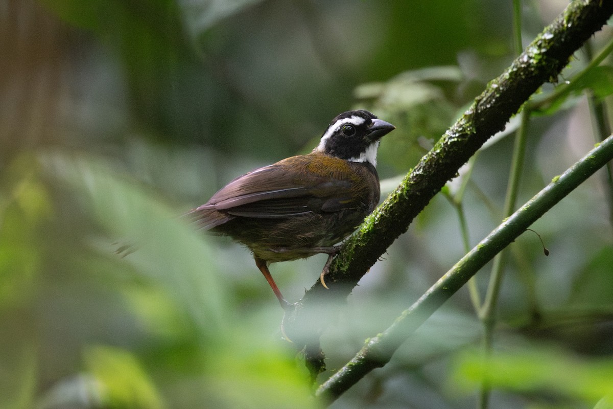 Orange-billed Sparrow - ML645972471