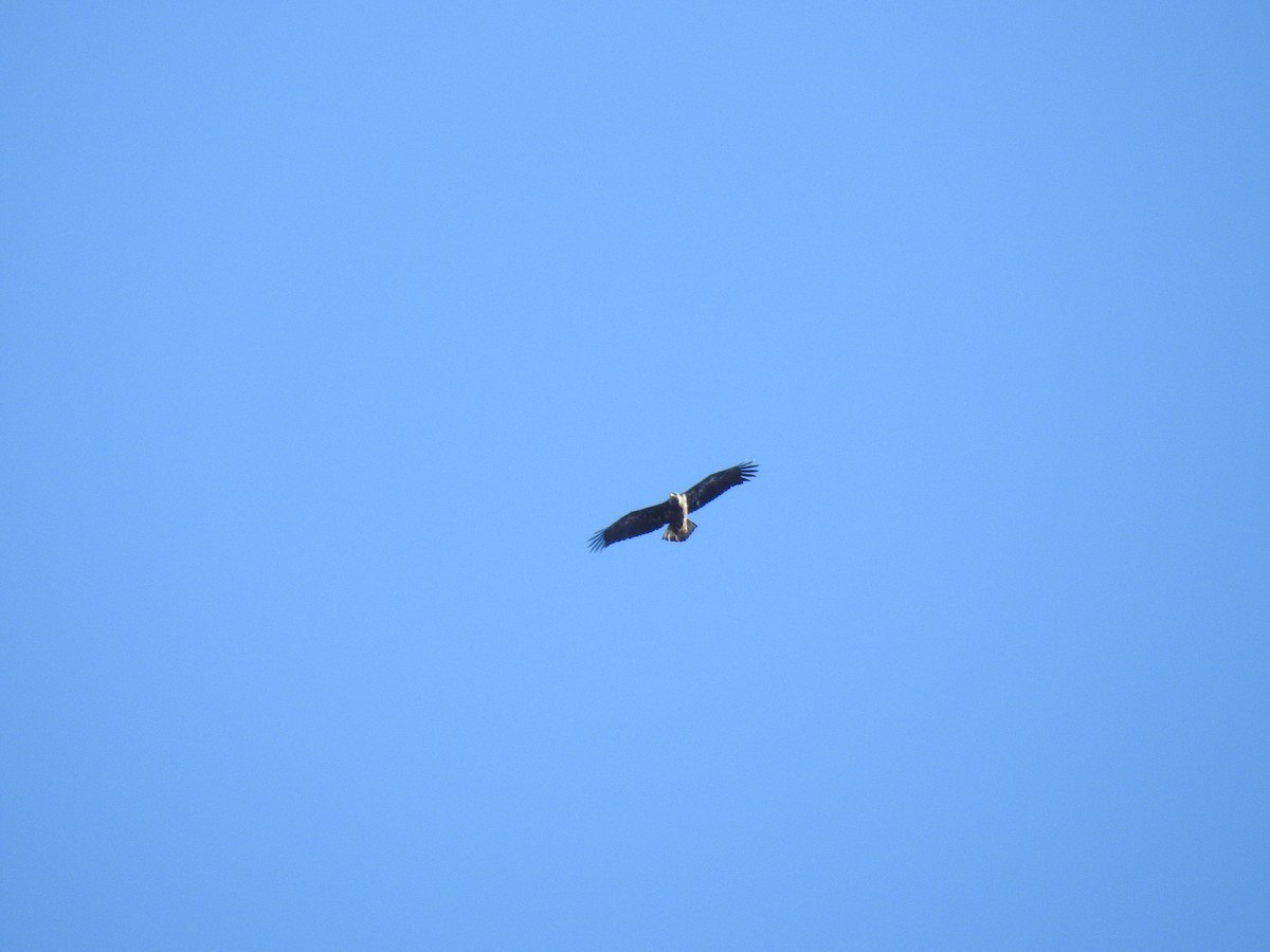 Pygargue à tête blanche - ML645972473