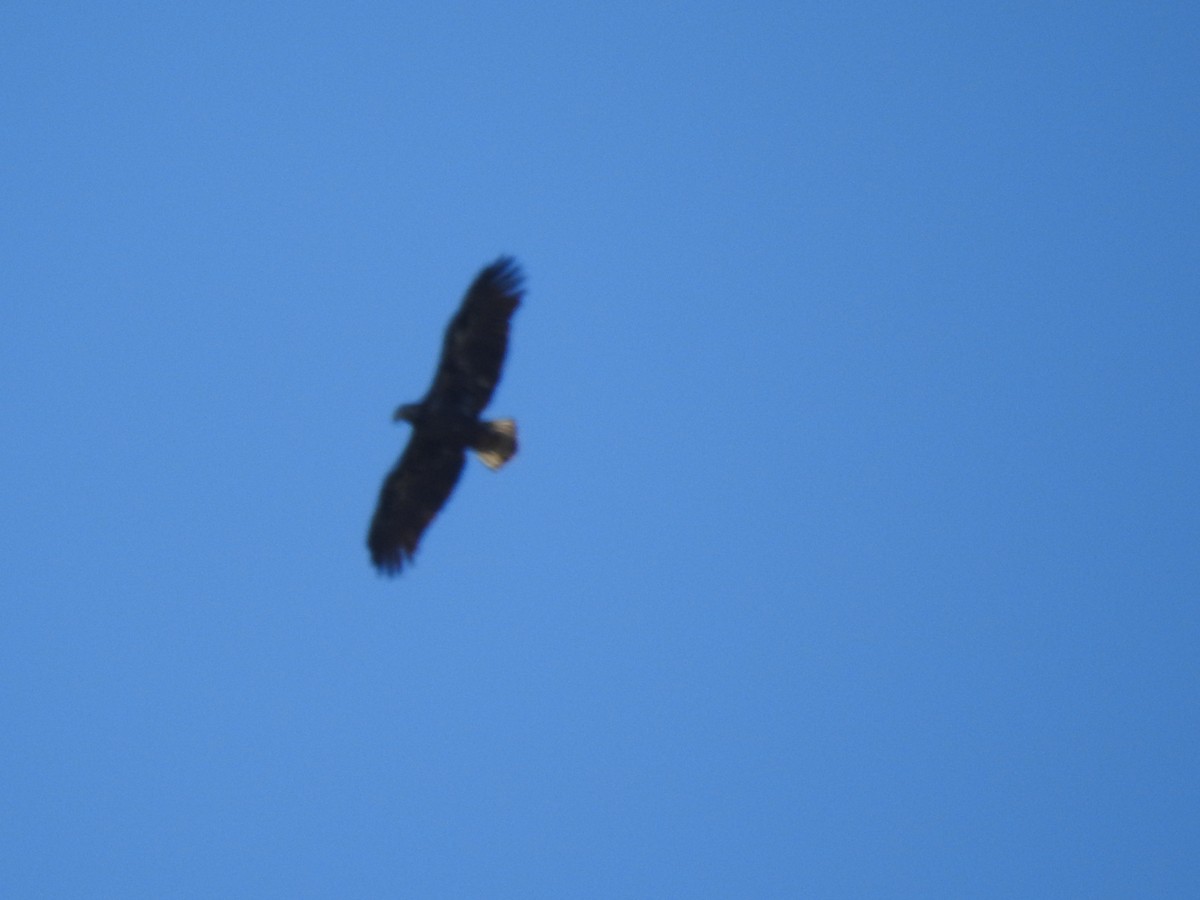 Pygargue à tête blanche - ML645972474