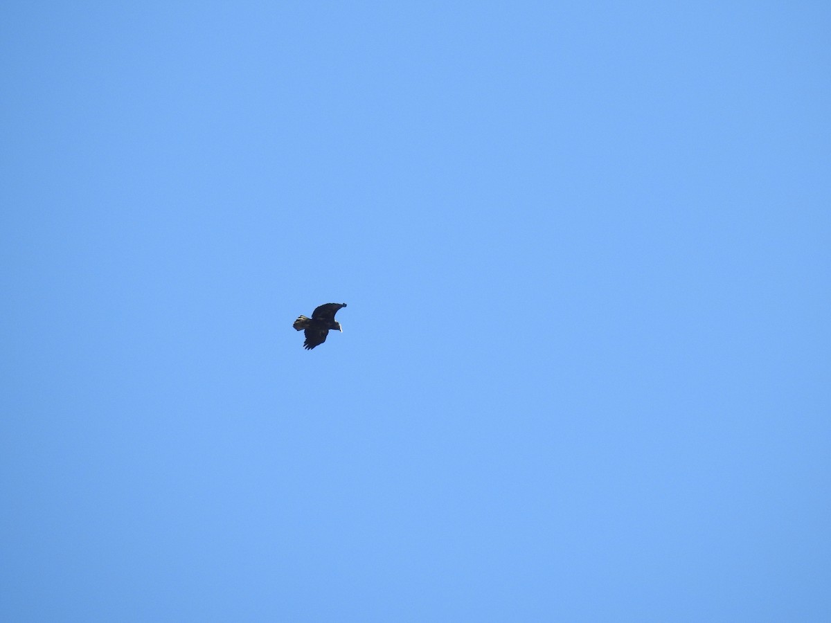 Pygargue à tête blanche - ML645972476