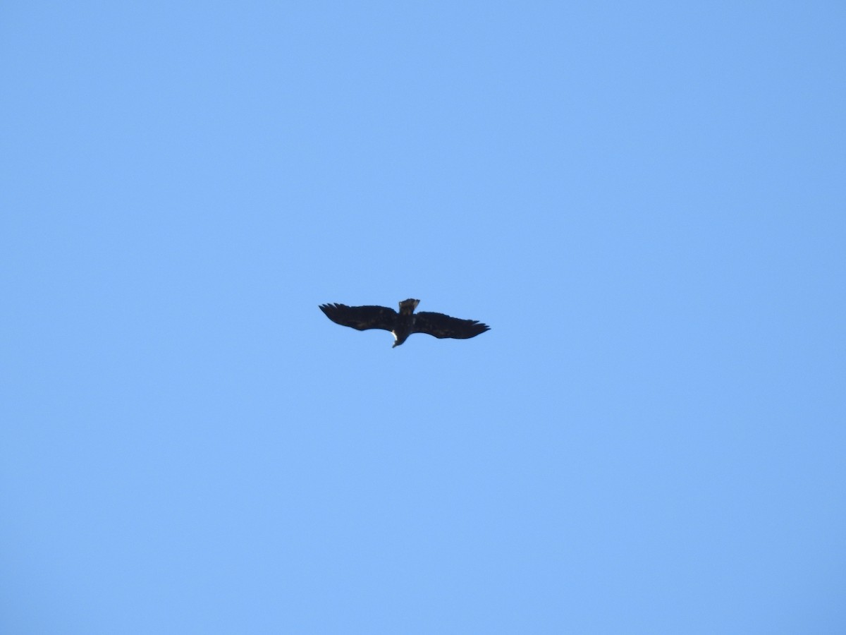 Pygargue à tête blanche - ML645972478