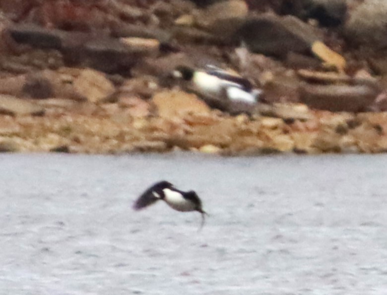 キタホオジロガモ - ML645972488