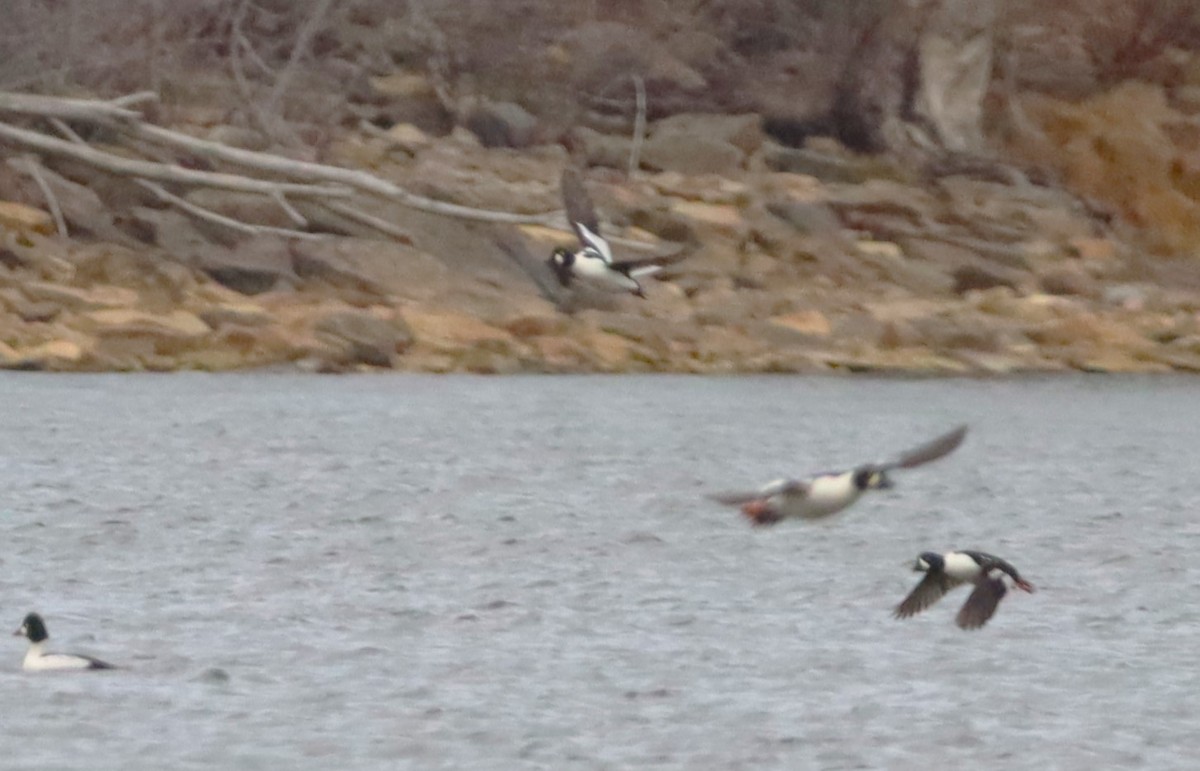 キタホオジロガモ - ML645972489