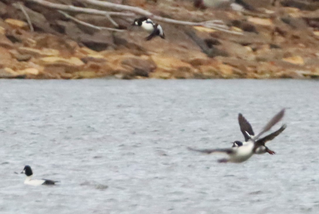 キタホオジロガモ - ML645972490