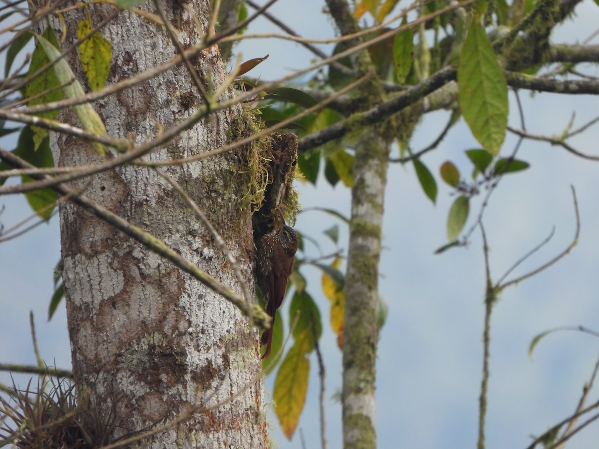 tåretreløper - ML645972494