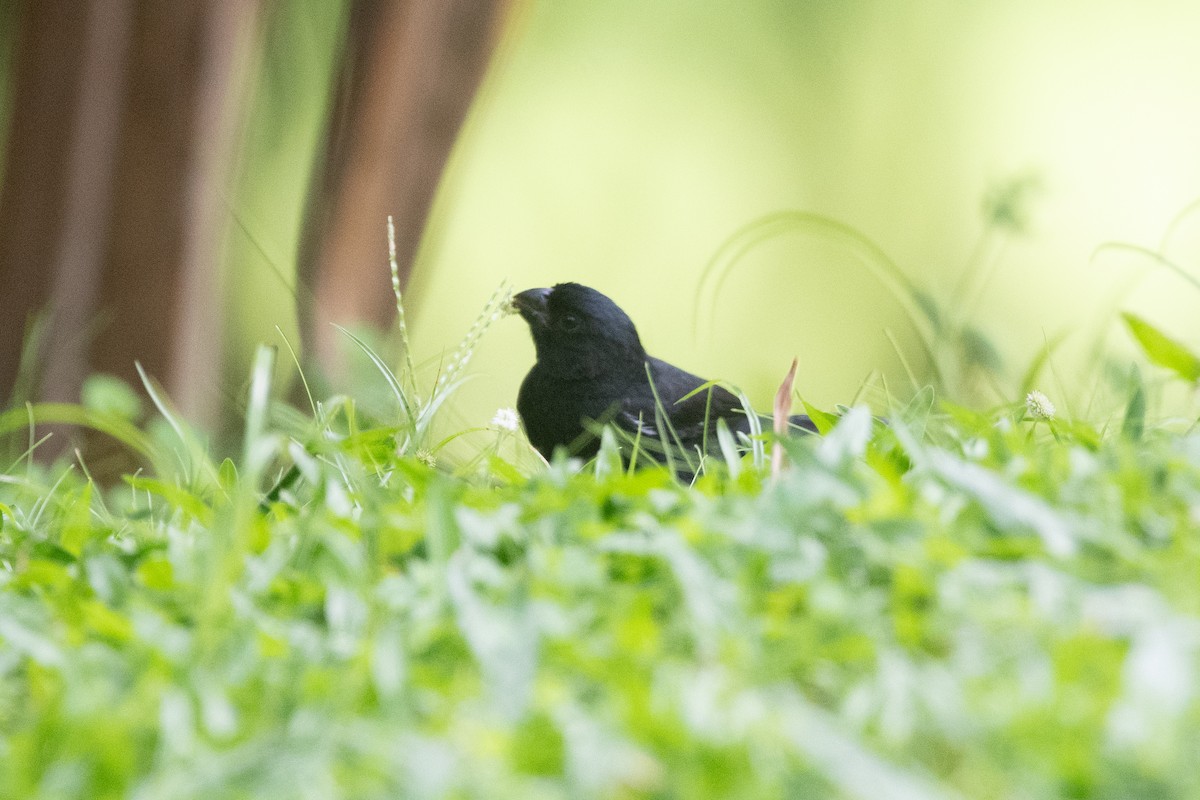 Variable Seedeater - ML645972495