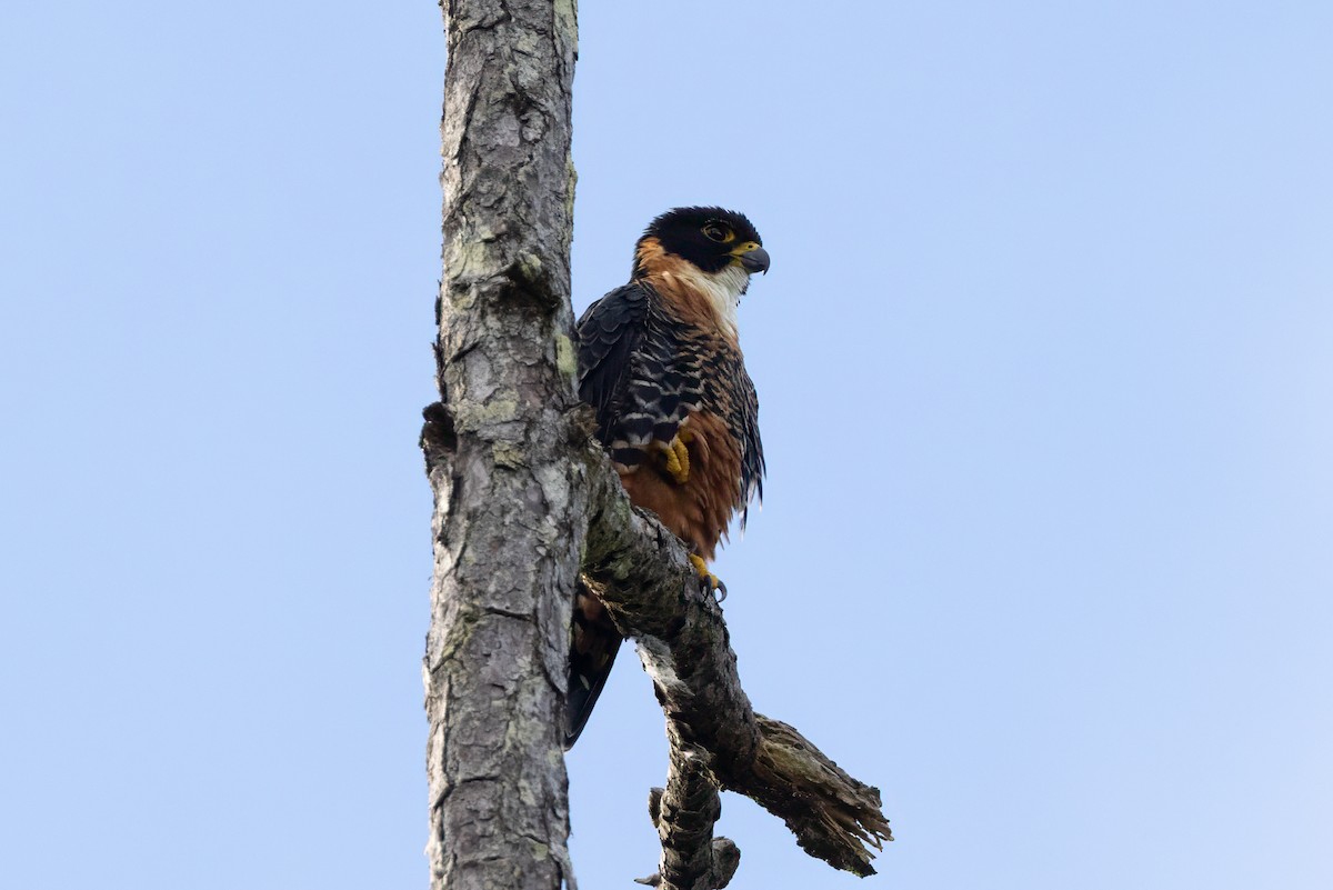 Orange-breasted Falcon - ML645972504
