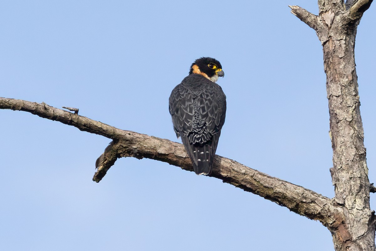 Orange-breasted Falcon - ML645972505