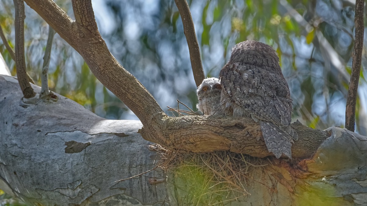 Tawny Frogmouth - ML645972507