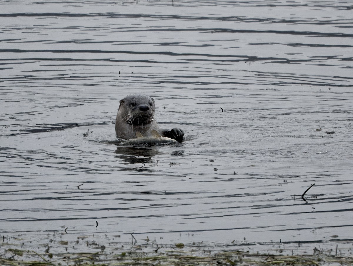 North American River Otter - ML645972510