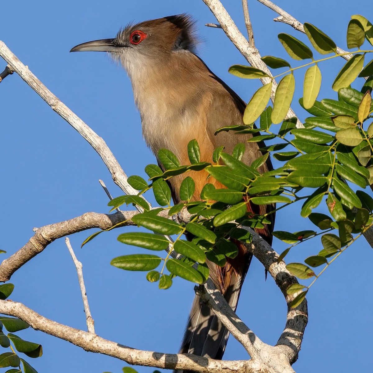 Great Lizard-Cuckoo - ML645972514