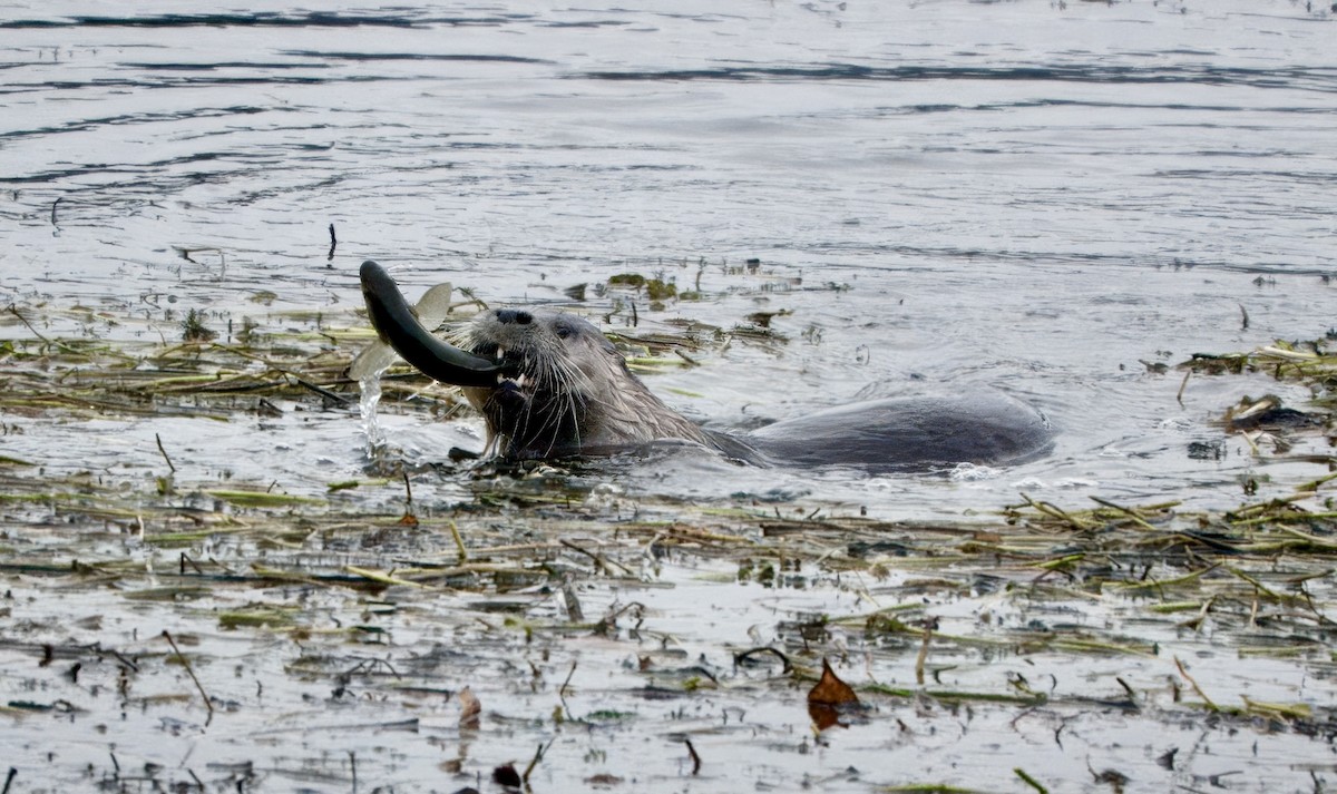 North American River Otter - ML645972521