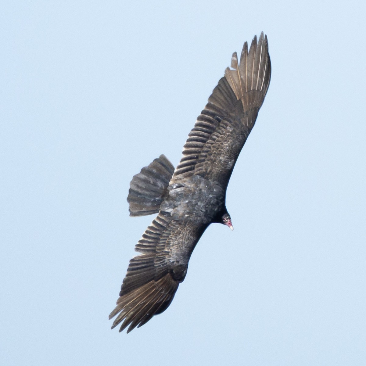 Aura Gallipavo - ML645972523