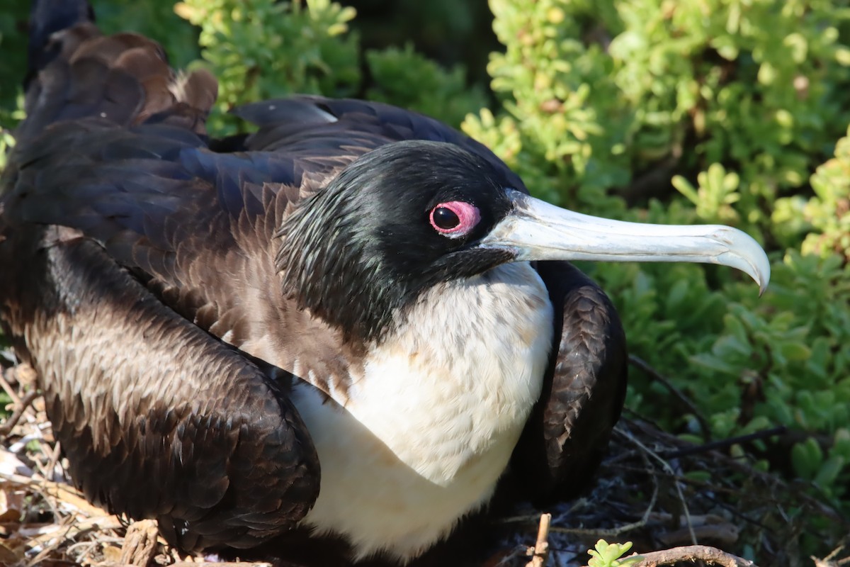 פריגט גדול - ML645972524