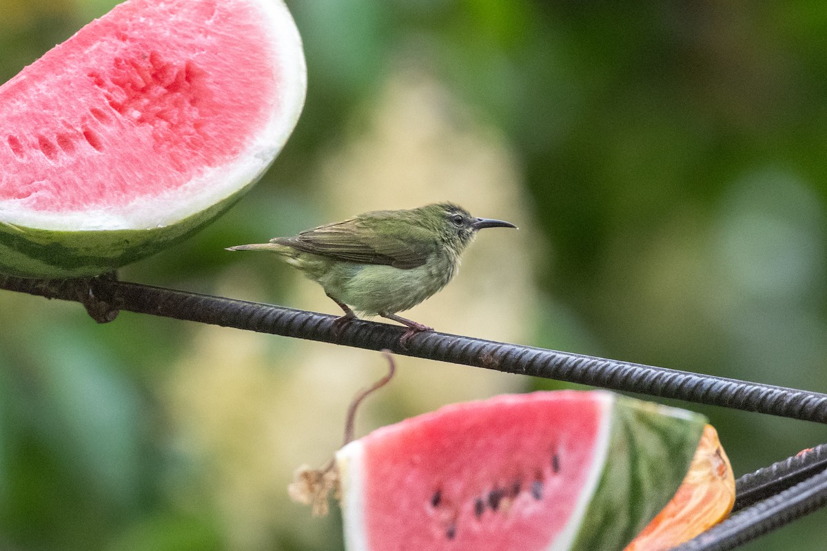 Red-legged Honeycreeper - ML645972525