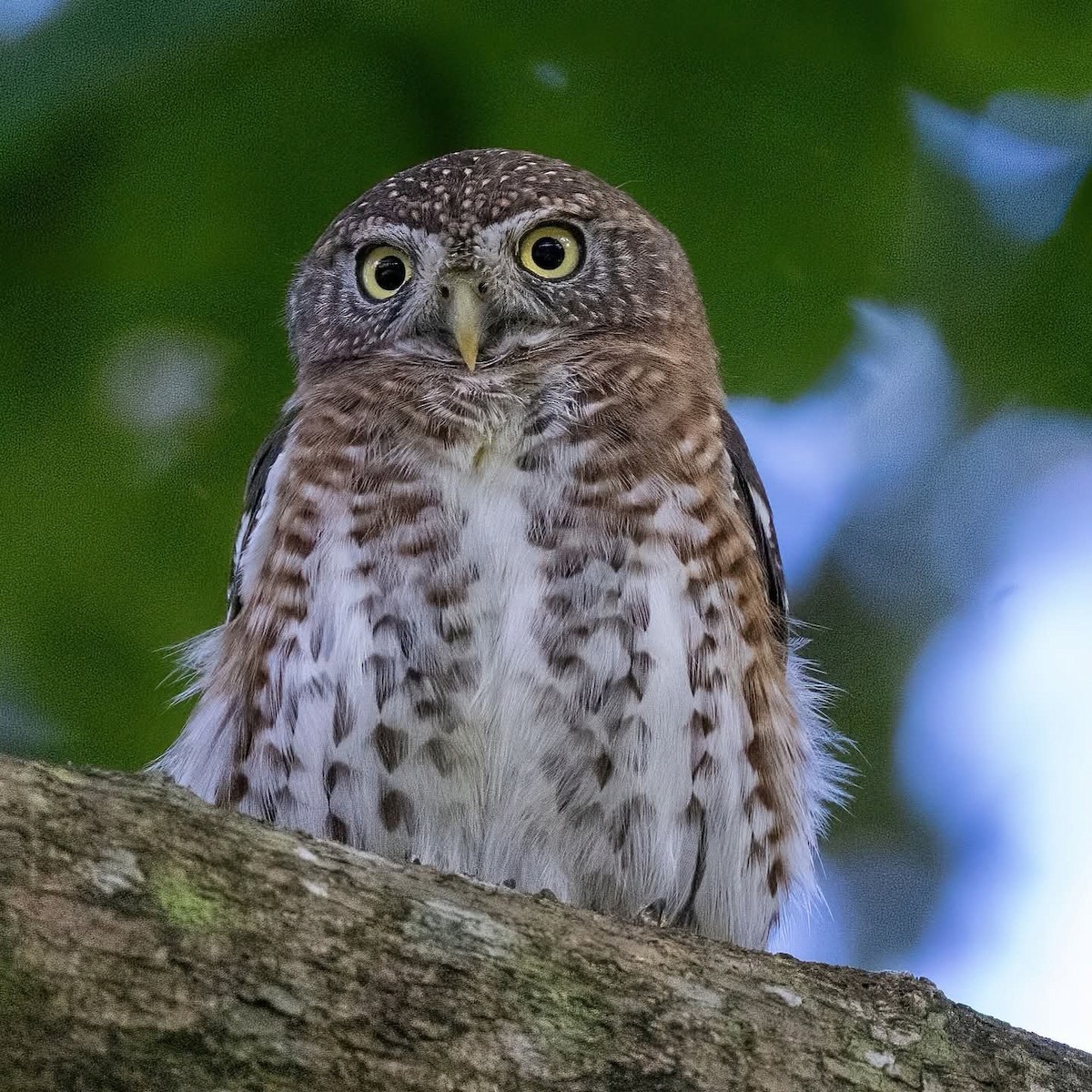 Cuban Pygmy-Owl - ML645972526