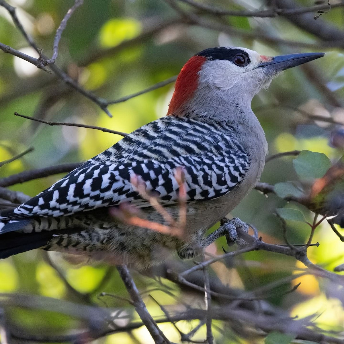 West Indian Woodpecker - ML645972529