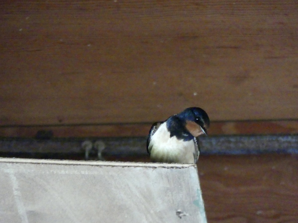 vlaštovka obecná - ML645972531