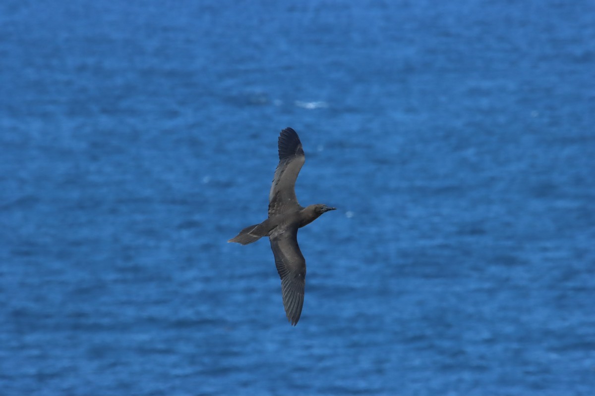 Сула червононога - ML645972537