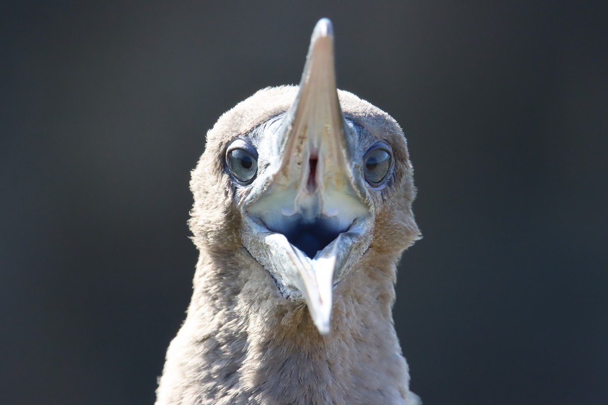 Сула червононога - ML645972538