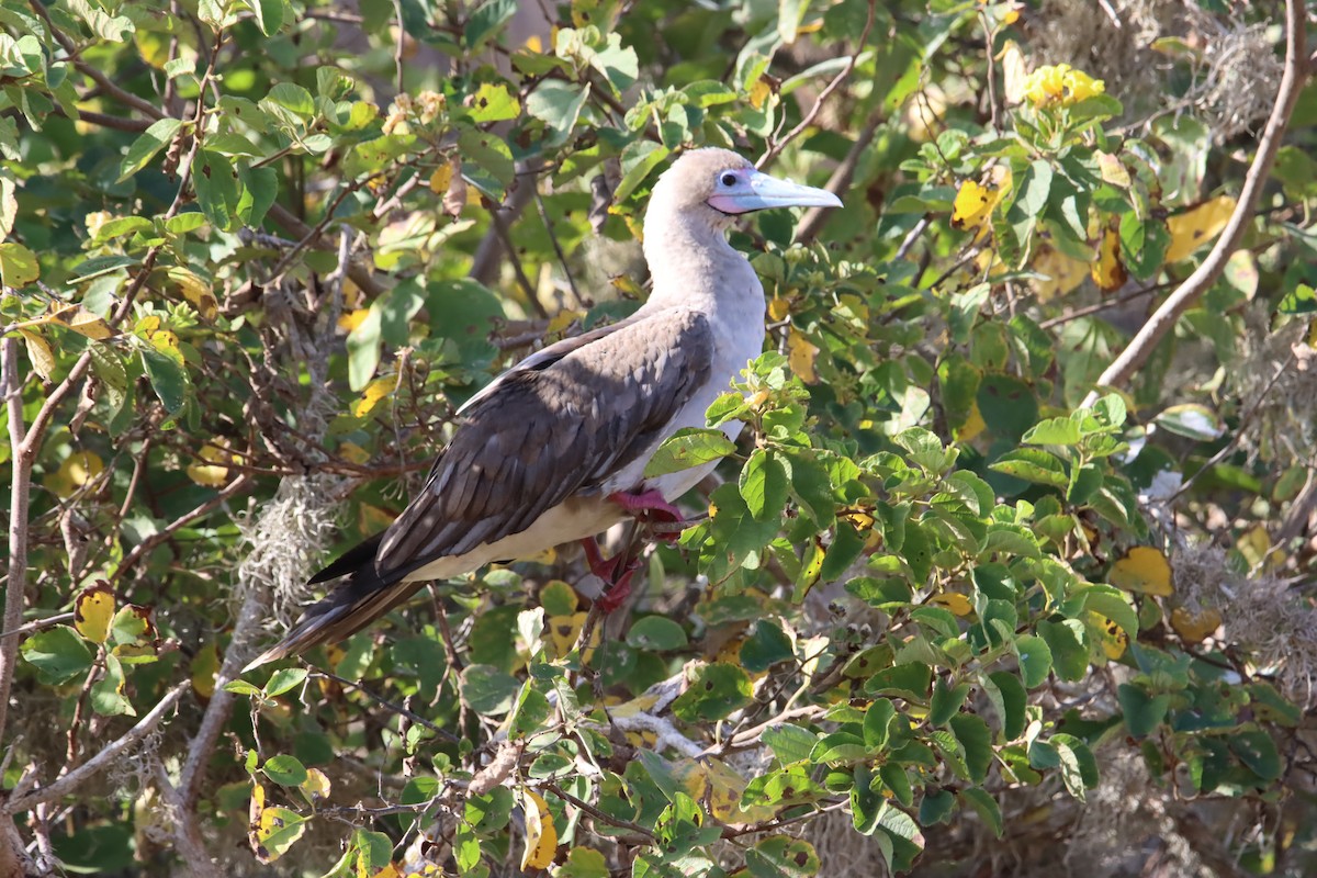 Сула червононога - ML645972539