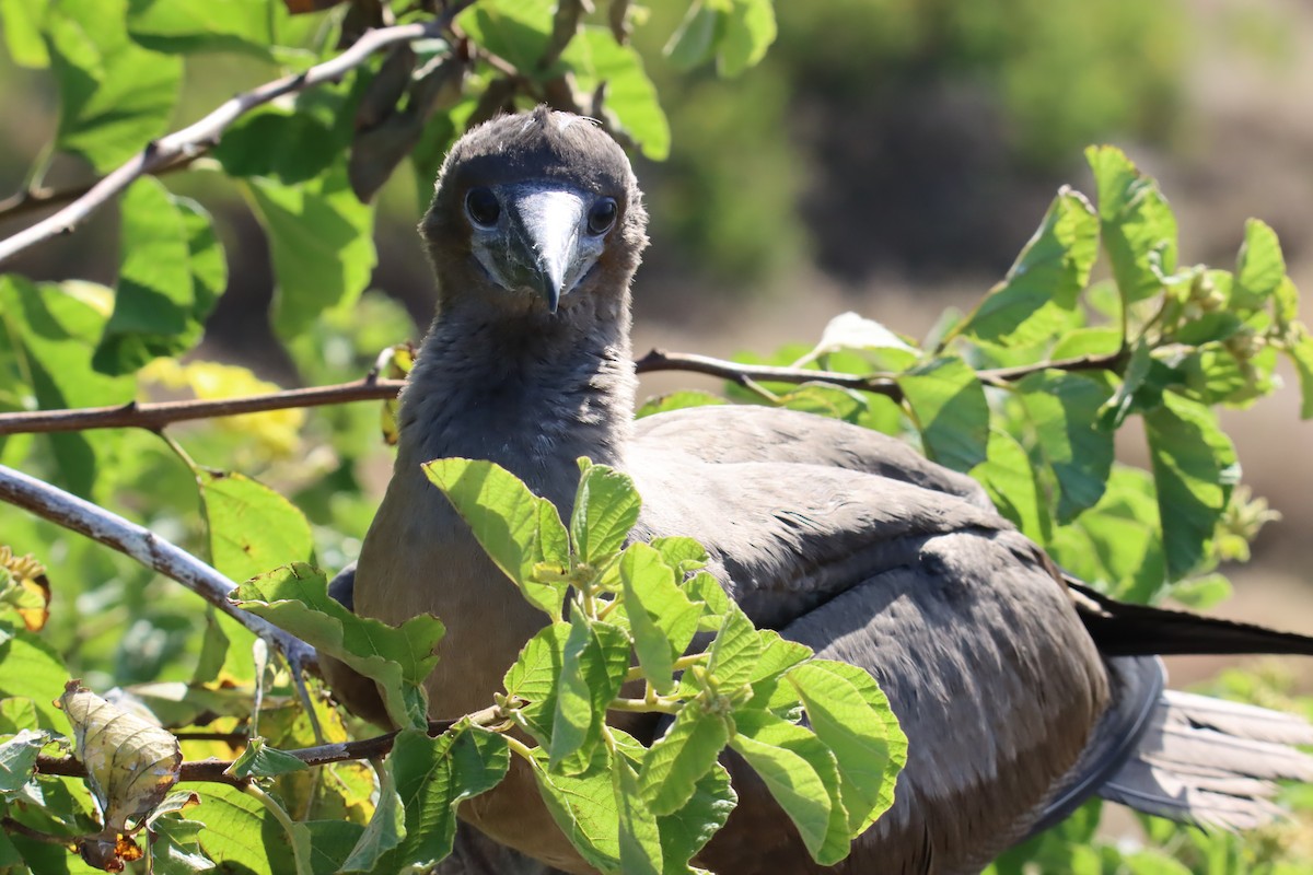 Сула червононога - ML645972540