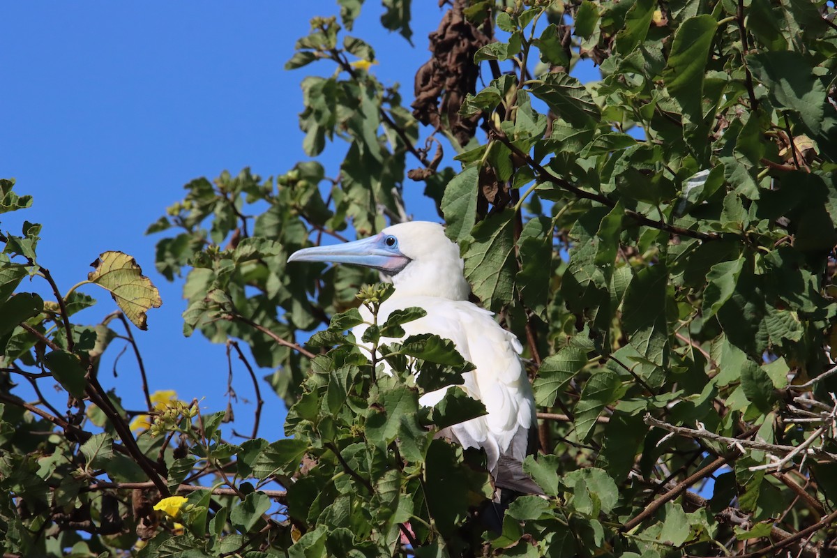 Сула червононога - ML645972541