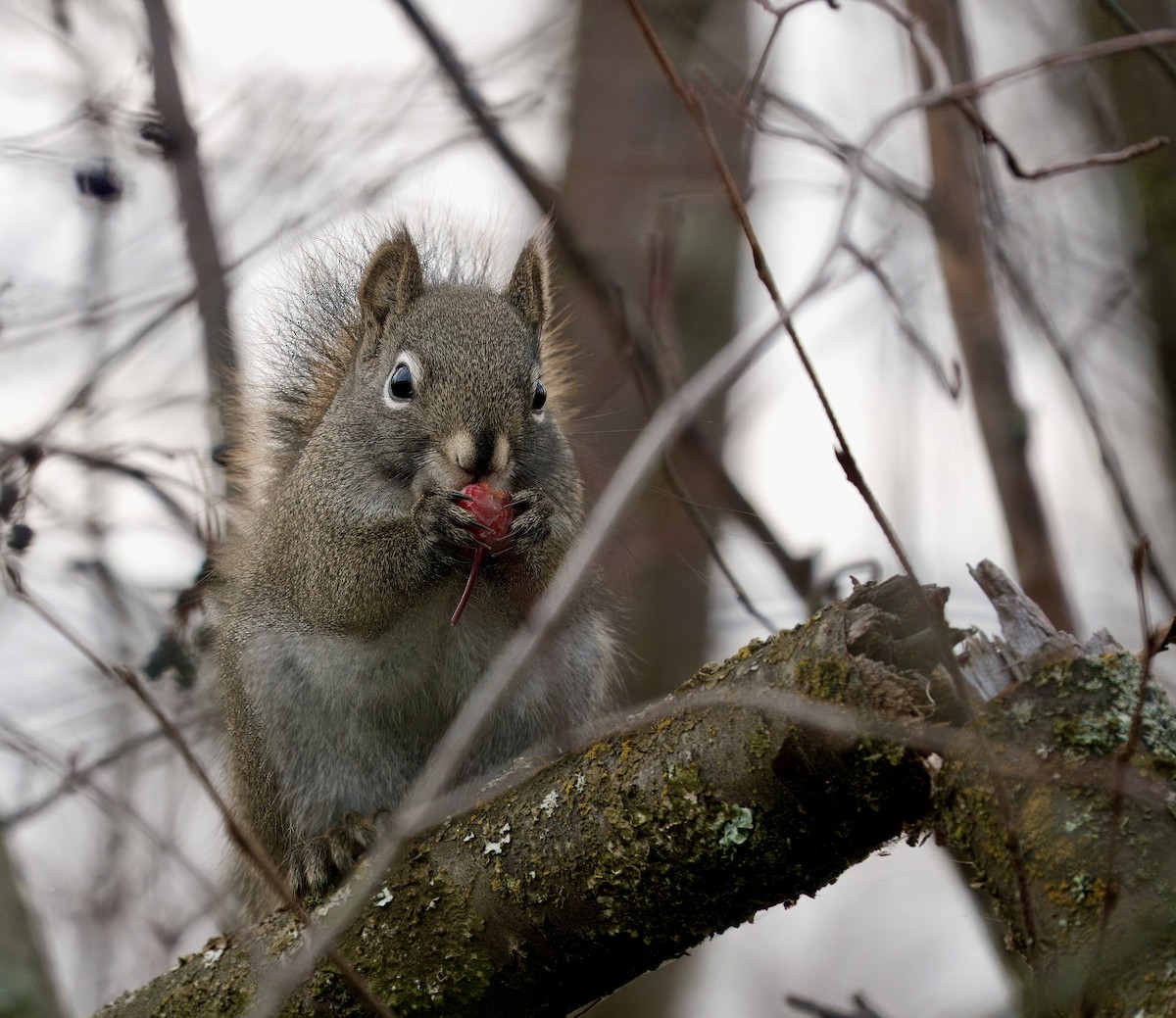 American Red Squirrel - ML645972542