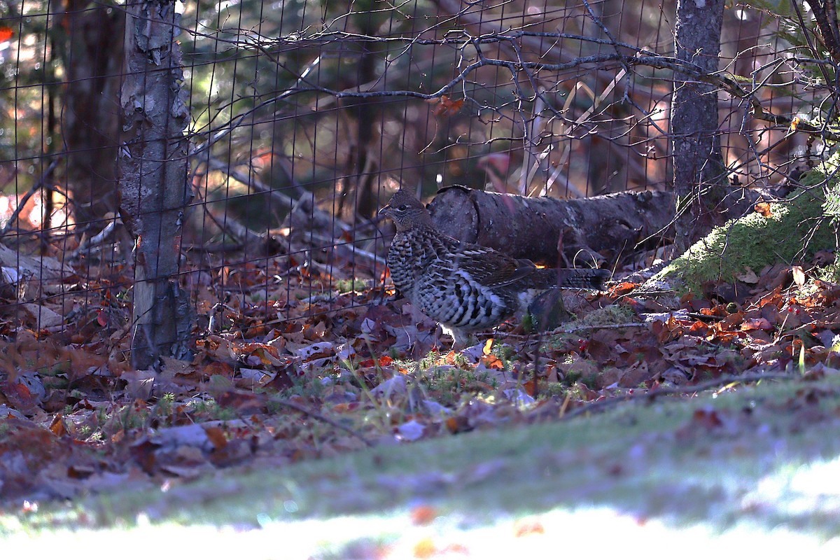 jeřábek kanadský - ML645972546