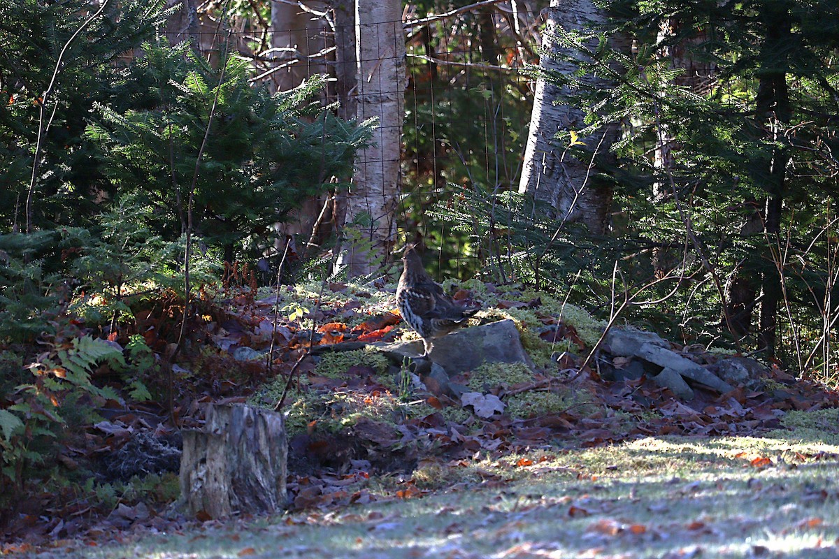 jeřábek kanadský - ML645972547