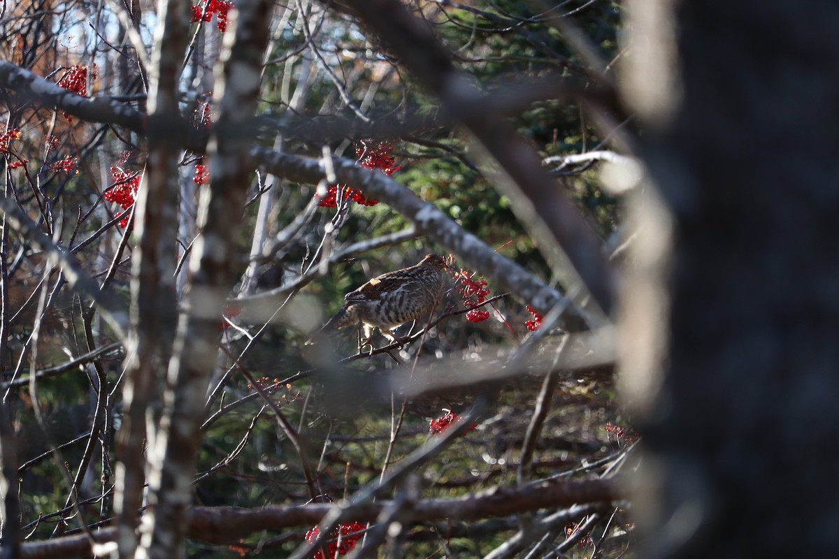 jeřábek kanadský - ML645972548