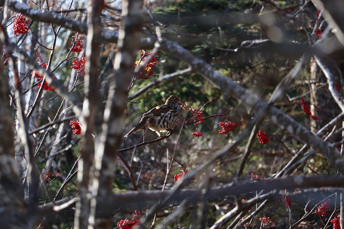 jeřábek kanadský - ML645972549