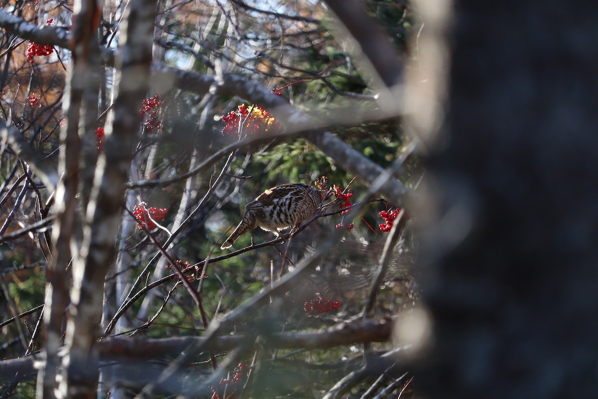 jeřábek kanadský - ML645972551