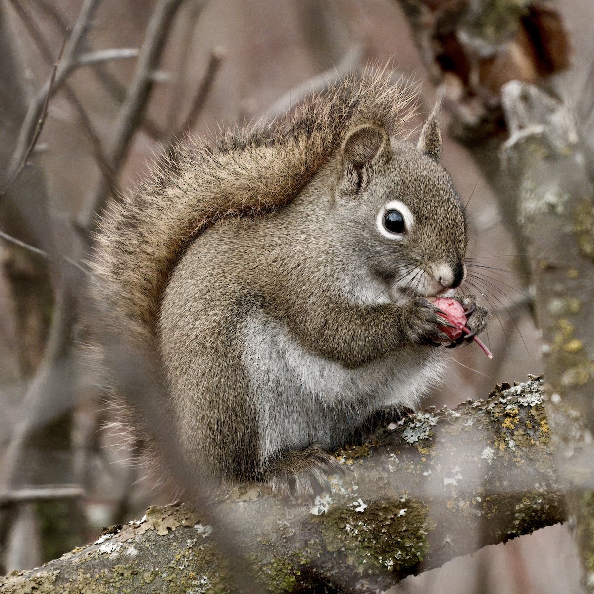 American Red Squirrel - ML645972556