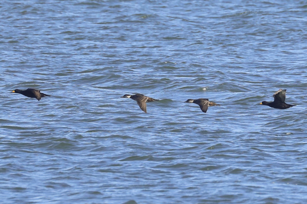 Black Scoter - ML645972564