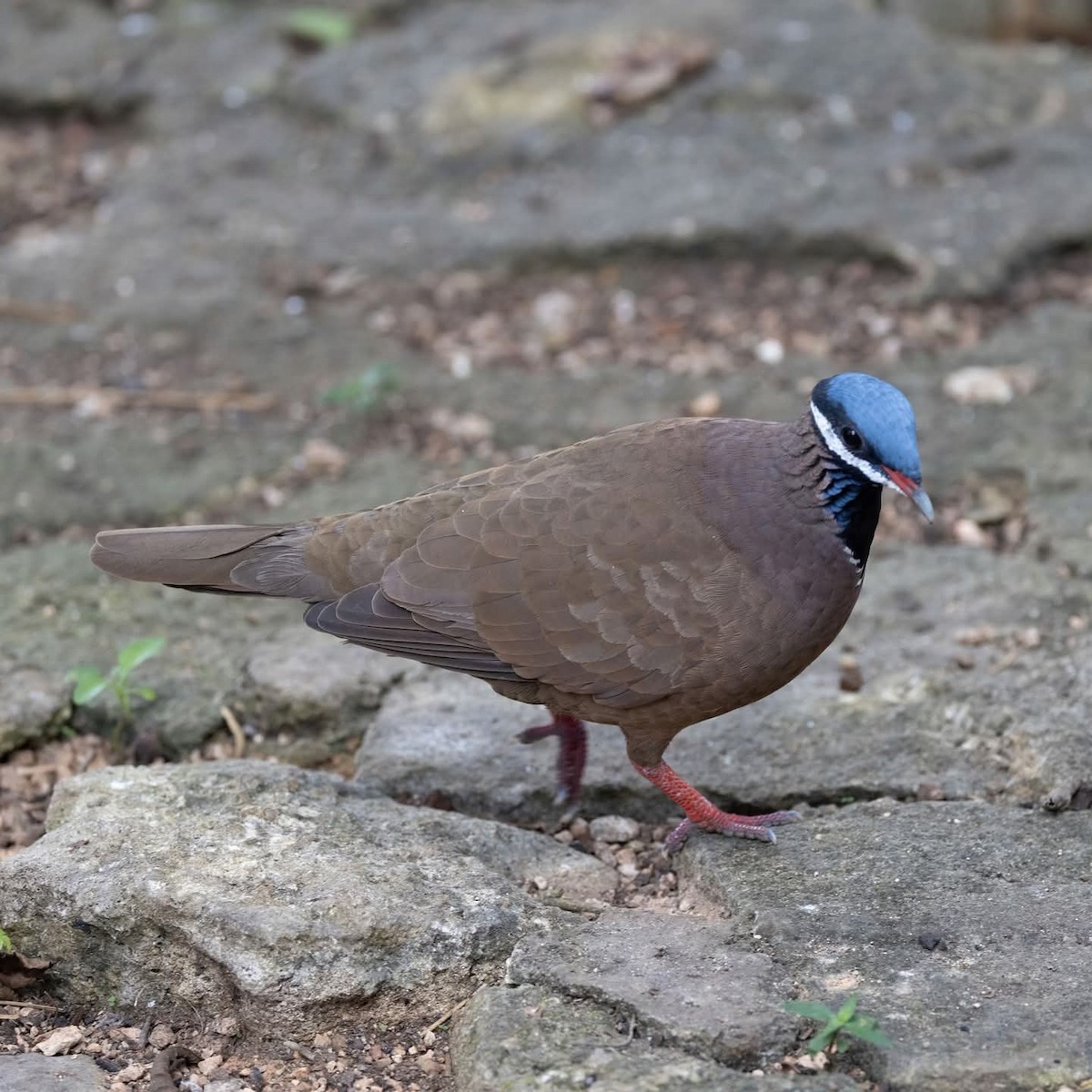 Blue-headed Quail-Dove - ML645972565