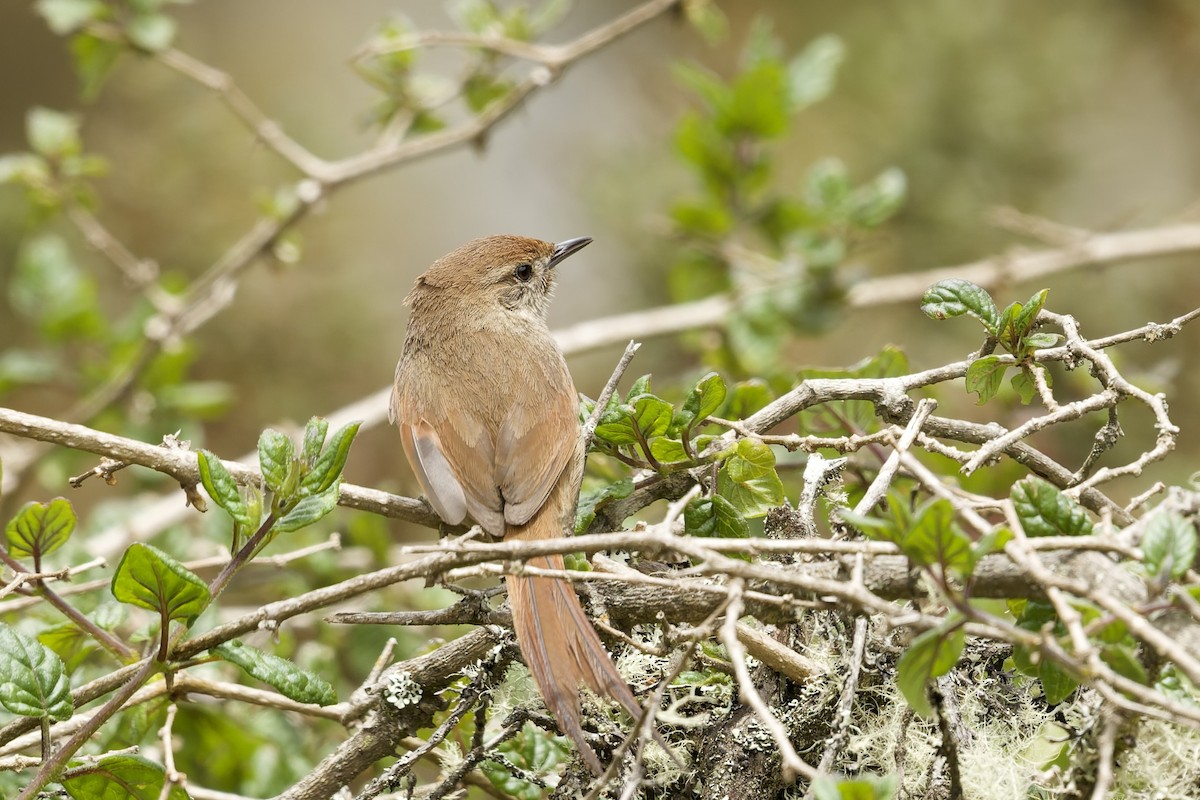 Rusty-fronted Canastero - ML645972568