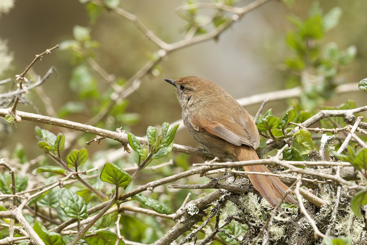 Rusty-fronted Canastero - ML645972569