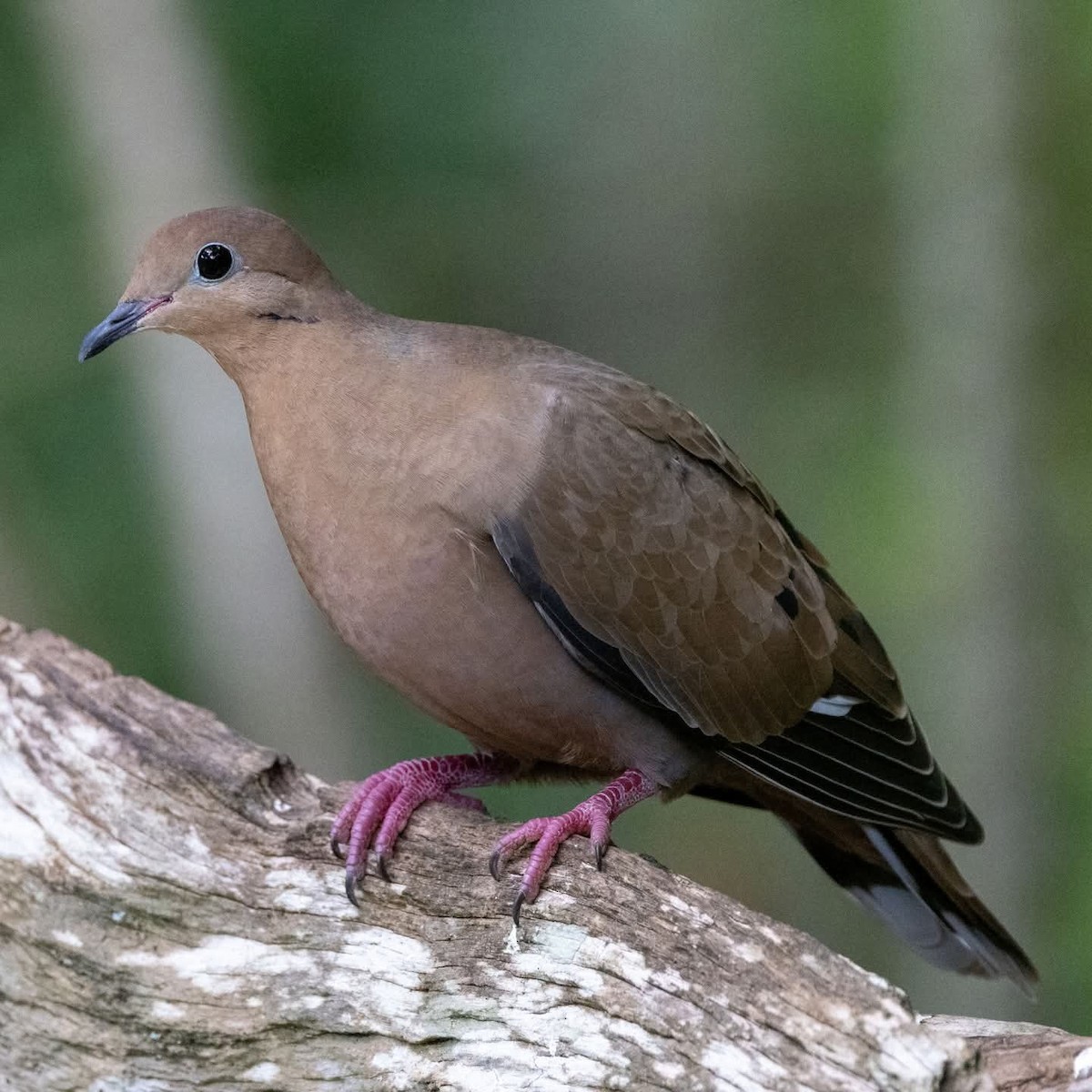 Zenaida Dove - ML645972571