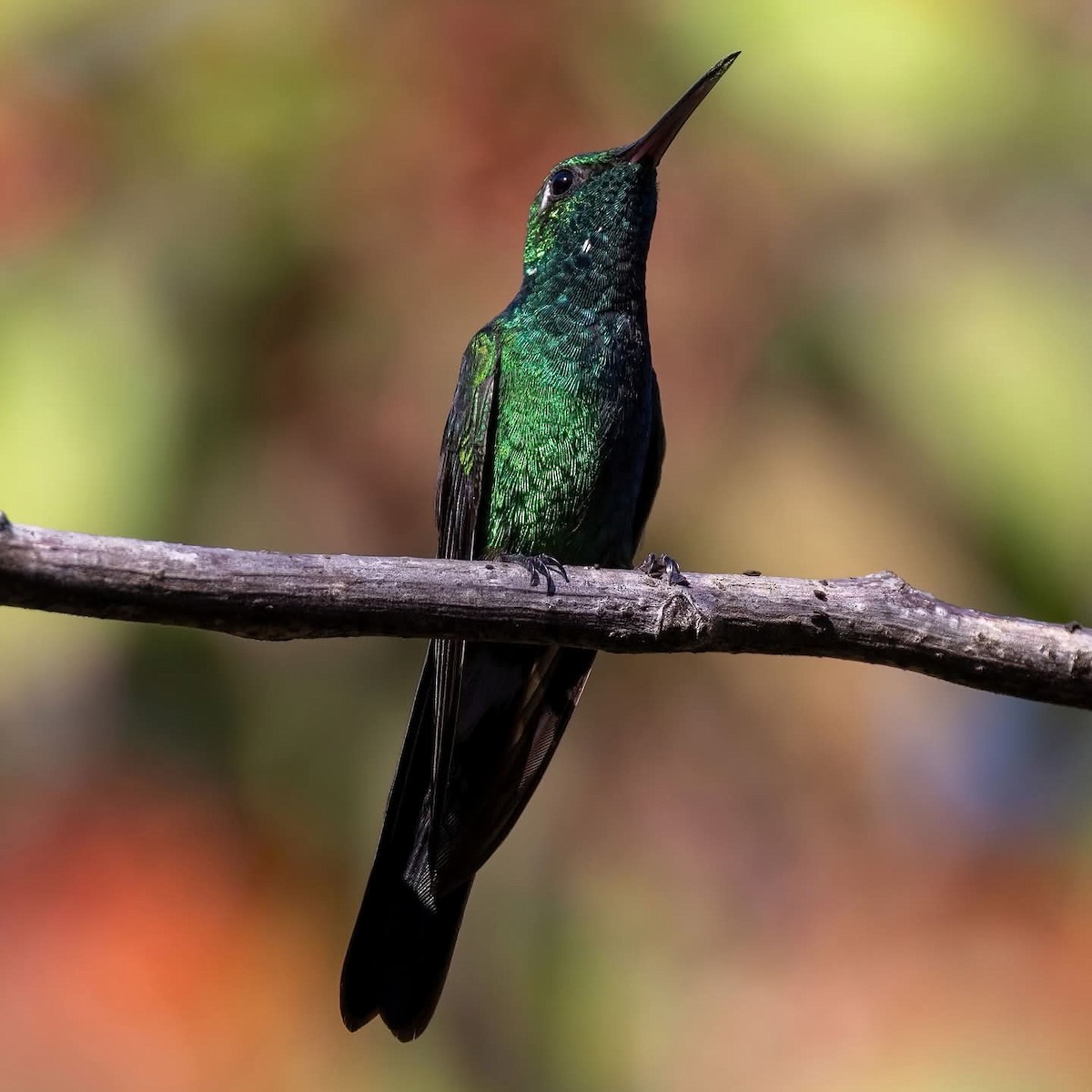 Cuban Emerald - ML645972577
