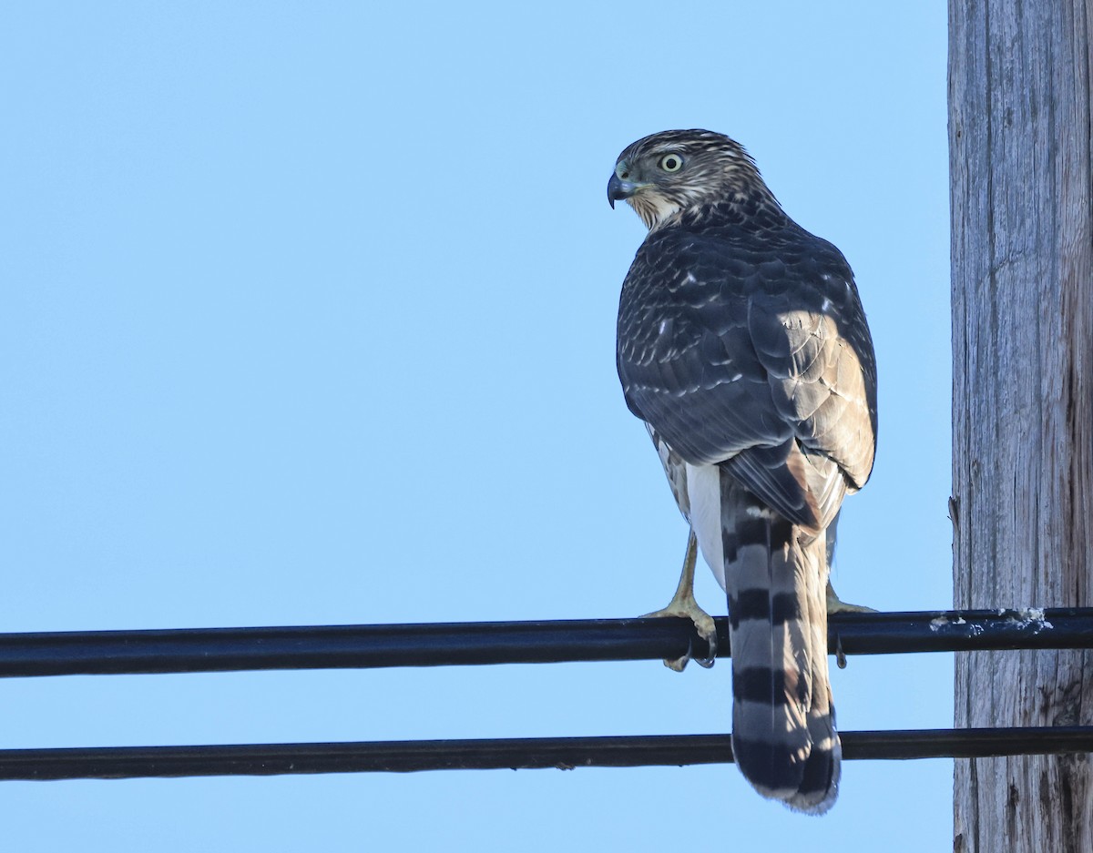 Cooper's Hawk - ML645972579