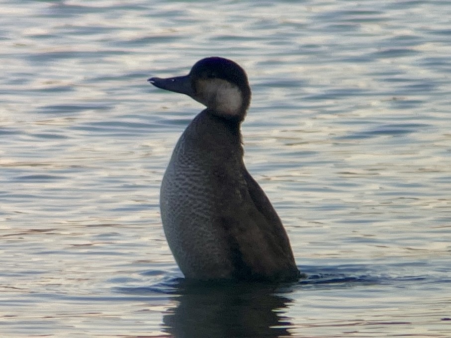 Black Scoter - ML645972599