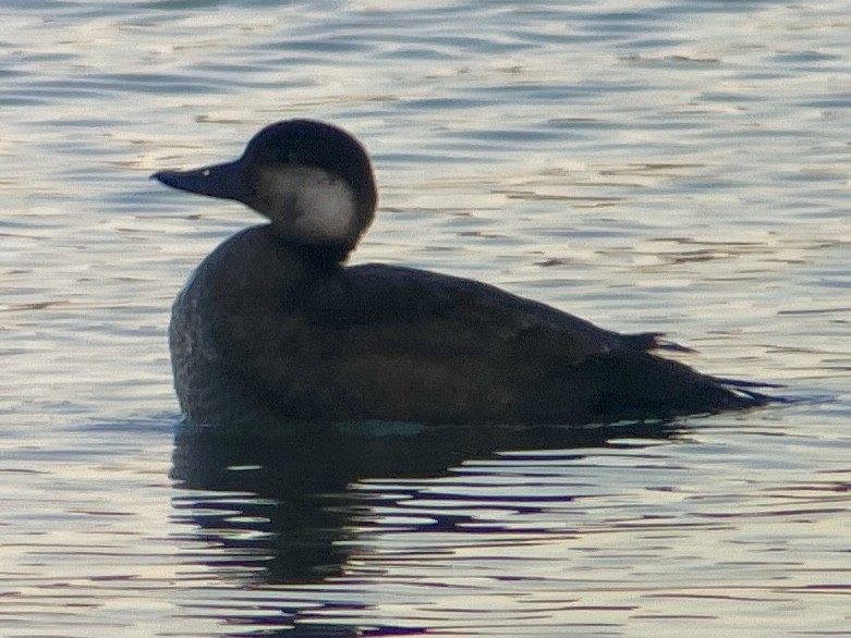 Black Scoter - ML645972600