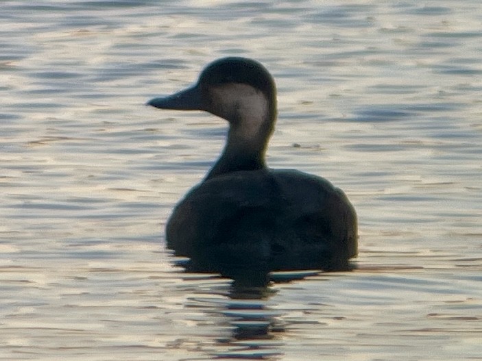 Black Scoter - ML645972601