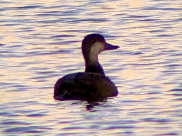 Black Scoter - ML645972602