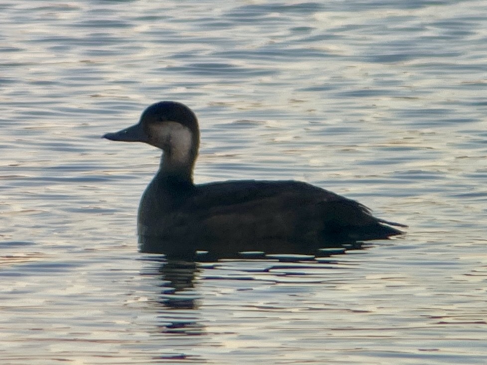 Black Scoter - ML645972603
